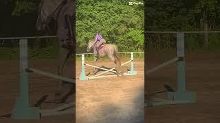 Emmie learning how to jump normally!! #eq #equestrian #equine #horse #greenhorse #horseriding