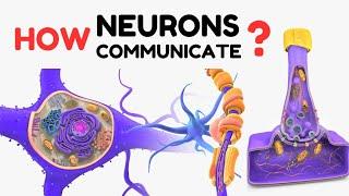 How neurons communicate ?