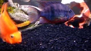 75 Gallon Tank - Firemouth Cichlid Aggression