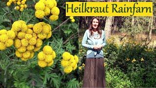 Heilkraut Rainfarn