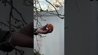 I Found the LAST Persimmon Fruit on the Tree and Here's What Happened #lone #persimmon #shorts