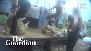 Secret footage reveals animal abuse on English and Scottish sheep farms