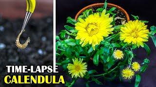 Growing Calendula Flower From Seed (82 Days Time Lapse)