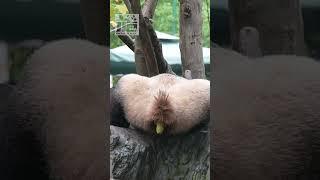 3연속 고구마 생산하는 푸바오