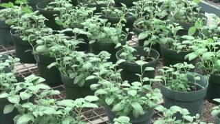 Module 1 Inoculum propagation