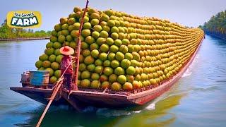 How Coconut Oil is Made: Coconut Harvesting And Processing For Oil, Sugar And Water