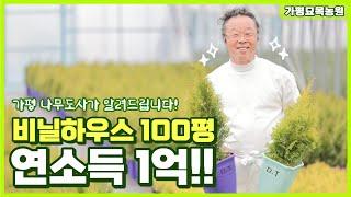 비닐하우스 100평으로 연소득 1억을 달성할 수 있습니다 나무도사가 알려주는 나무농사 비법 #가평묘목농원 #써니스마라그 #에머랄드그린