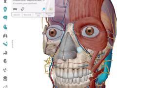 Aggiunta e rimozione di anatomia | Visible Body