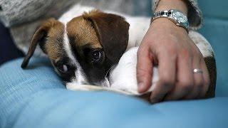 First dog cafe in U.S. opens in Los Angeles