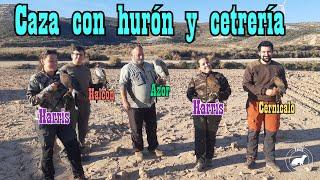 Caza con hurón y cetrería con Harris, Azor, Halcón y Cernícalo