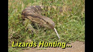 Hunting Lizards In South Africa: Fascinating Reptile Behavior From sfricanwildlifeonline