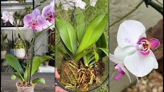 Best of MonstroFarm Plants  Propagation | Repotting | Orchid