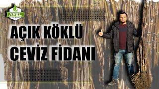 KALİTELİ CEVİZ FİDANI NASIL SEÇİLİR ?