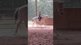 i needa stop falling in love with horses i can’t have…