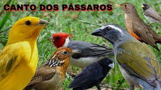 PÁSSAROS CANTANDO AO AMANHECER: Perfeito para estimular suas aves