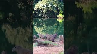 Meeting da Capybarus Anonymus