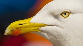 A Seagull's Unbelievable Eyesight | Nature's Boldest Thieves | BBC Earth Explore