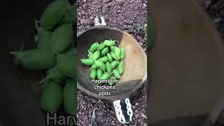 How to grow your own hummus from chickpeas in your garden #growyourgroceries #growyourown #gardening