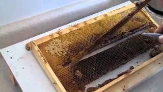 FatBeeMan 1 Minute Tip Very Easy Queen Making