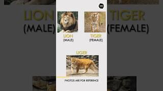 Tiger aur Lion se bhi bada animal  | Liger | Tigon | Part-1 | #shorts