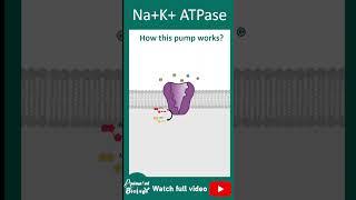 How Na+ K+ ATPase works? Sodium potassium ion exchange pump explained in 1 minute