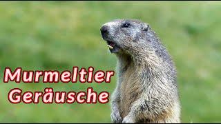 Murmeltier geräusche - Geräusche, die das Murmeltier macht