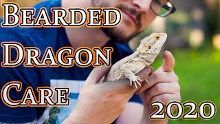 Bearded Dragon Care Guide 2020 | From Baby To Adult Beardie Care