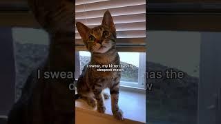 Deepest meow I’ve ever heard #cat #kitten #leonthecatdad #xyzbca #meow