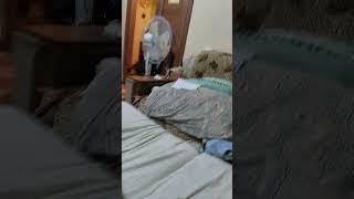 Хата пузата