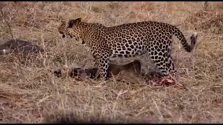 Amazing | Leopard with wildebeest in the Serengeti