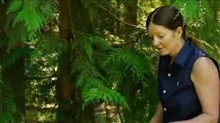 How to Properly Prune Cedar Trees