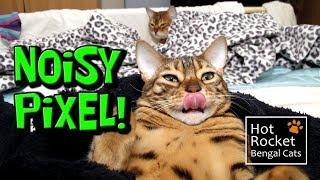 Talking Bengal cat Pixel changes her meow when she's spotted!