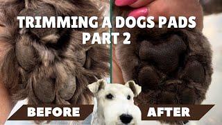 How To Safely Trim Dog's Paw Pads And Nails: Puppy Grooming Tutorial For Beginners - Pet Styling