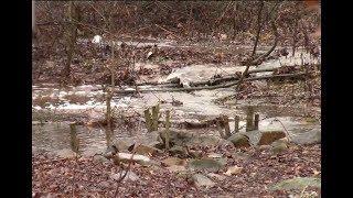 FiFi & I Hike The Entire Property - Part 1