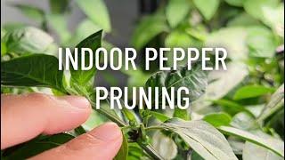 Indoor Pepper Pruning