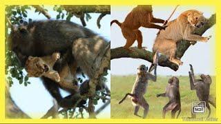 Discovery Channel (Lion and monkey malice)