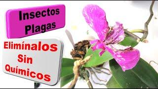 Como eliminar insectos plagas atacan plantas atraer pájaros al jardín TV Show de Fernando Hidalgo #5