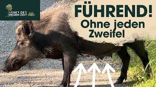 Bache präzise angesprochen! Weibliches Stück Schwarzwild zweifelsfrei als "führend" erkennbar.