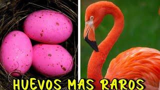 Descubre los HUEVOS MAS RAROS del Mundo : ¡No Podras Creer Lo Que Ves! 