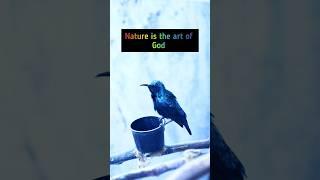 Beautiful Purple Sunbird  | Nature Is Awesome | Window Guest Moments | #shorts