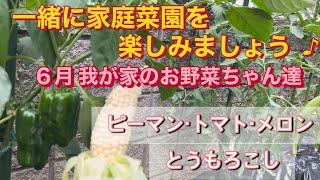 一緒に家庭菜園を楽しみましょう 6月我が家のお野菜ちゃん達 夏野菜の王道 ピーマン・中玉トマト・ホワイトとうもろこし・ネットメロン ご紹介