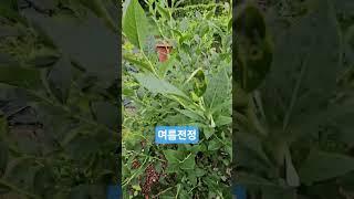 여름전정 효과 20250621) 여름전정으로 동해 입어서 열매가 안달림. 농장환경에 맞게 선택해야. #blueberry #블루베리 #여름전정