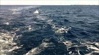 Bimini Fishing.wmv