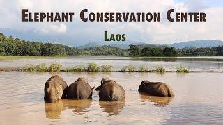 3 Days at the Elephant Conservation Center in Laos