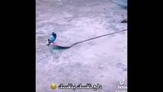 الدلع على أصوله هههههههه @منوعاتعلىكيفكومزاجك