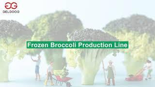 300kg/h Frozen Broccoli Production Line Frozen Vegetable Processing Plant