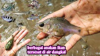 ANAKAN IKAN AIR PAYAU BANYAK DISINI