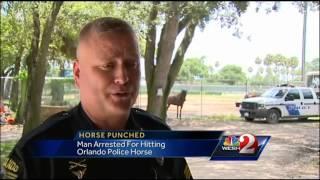 Man threw punch at police horse, officers say