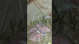 checking java sparrow nest