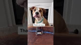 Dog prank called a pet groomer and the police.